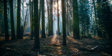 Ontario completed its Forest Biomass Action Plan, supporting economic prospects for exploiting forest biomass in innovative and diverse ways.