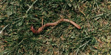 Earthworms Reduce Insect Populations in North American Forests