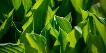 Artificial Photosynthesis Can Produce Food without Sunlight