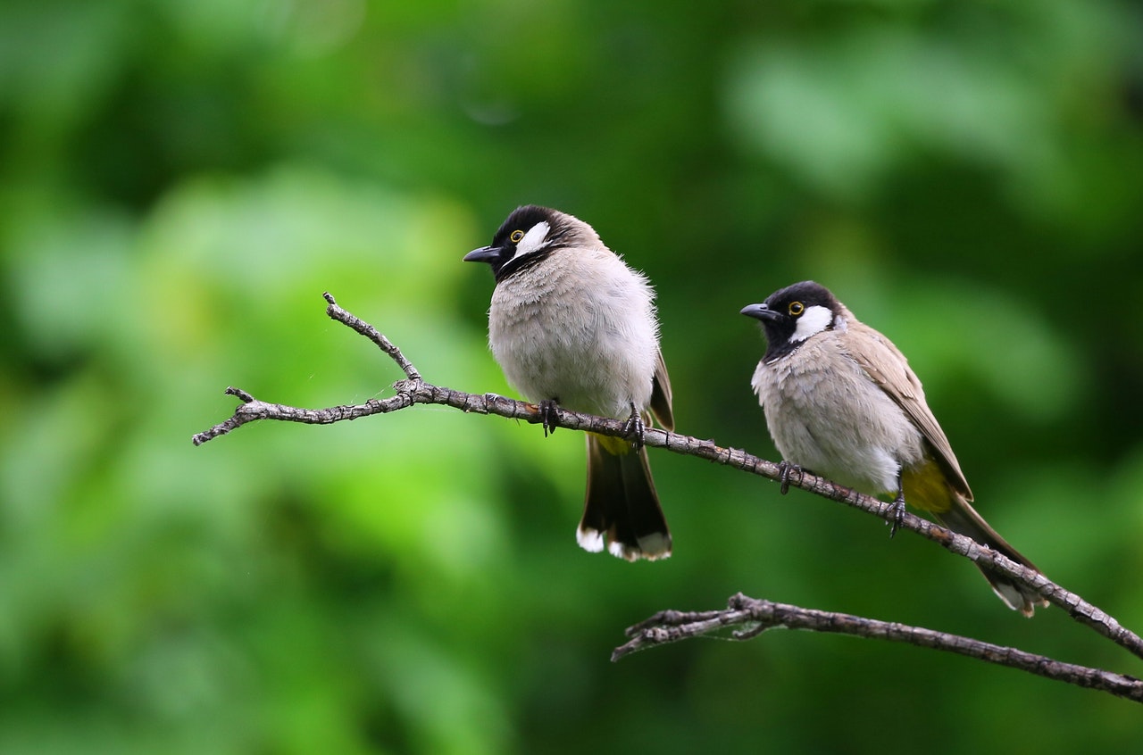 Ecologists are concerned that Germany's natural diversity could be affected by the construction of wind turbines. However, the transition to renewable energy sources is necessary for energy security and climate neutrality.