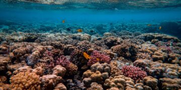 Oceans biodiversity saved: U.N. High Seas Biodiversity Pact made
