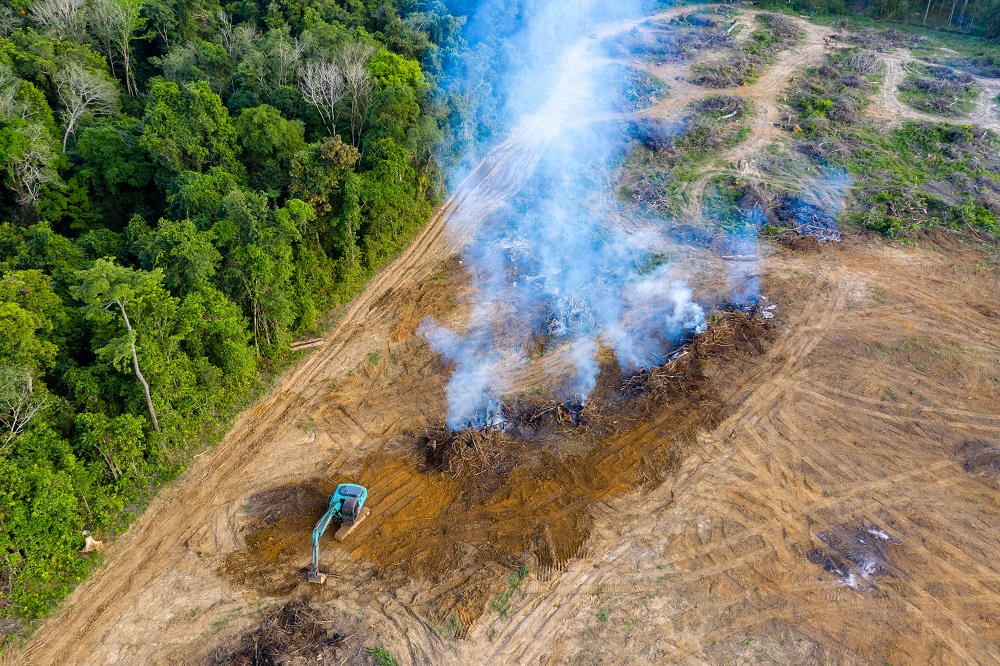 Record deforestation of Amazon rainforests