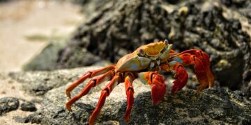 Scientists at the University of Maryland have developed a zinc battery with a biodegradable electrolyte from crab shell, which is expected to make solar and wind energy storage batteries more environmentally friendly, Matter magazine reported.