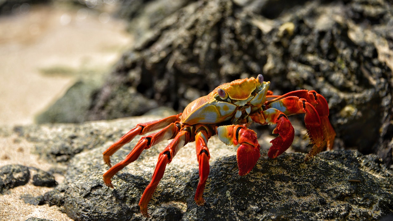 Scientists at the University of Maryland have developed a zinc battery with a biodegradable electrolyte from crab shell, which is expected to make solar and wind energy storage batteries more environmentally friendly, Matter magazine reported.