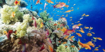 Red Sea coral reefs are endangered too