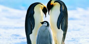 Emperor penguins face extinction