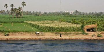 Egypt’s Nile Delta farmland becomes salty