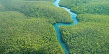 Global Canopy report: There is lack of deforestation policy