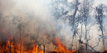 climate change caused wildfires