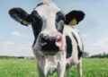 Fighting climate change: The stinky war on cow farts