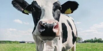 Fighting climate change: The stinky war on cow farts