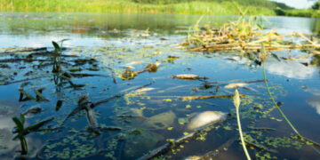Residents demand action after mass fish death in Menindee